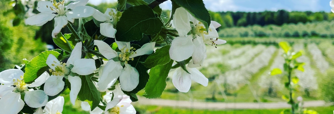 Fresh, Crisp Apples